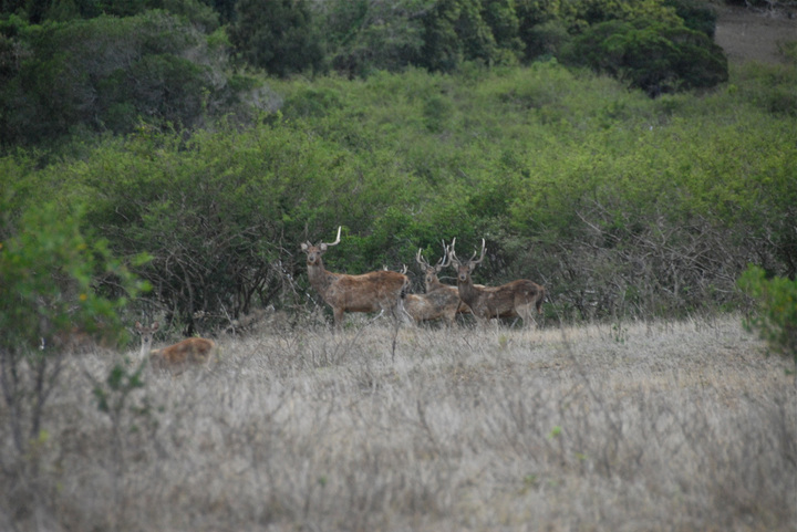 Rusa stags in one of our hunts - Photo New Caledonia Fishing Safaris (September 2010 )