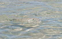 Les gros bonefish de Nouvelle Calédonie…