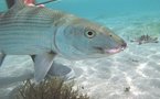 Pêche en Nouvelle-Calédonie, le paradis des bonefish records (Albula Glossondata)
