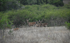 Rusa stags in one of our hunts - Photo New Caledonia Fishing Safaris (September 2010 )